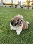 Szczeniak piesek   shih tzu