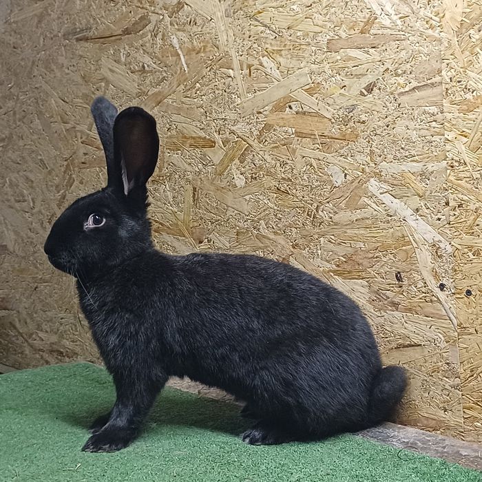 Sprzedam samca Olbrzym Sokacz Czarny z rodowodem .