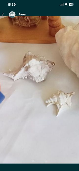 Ракушки раковины морские океанические