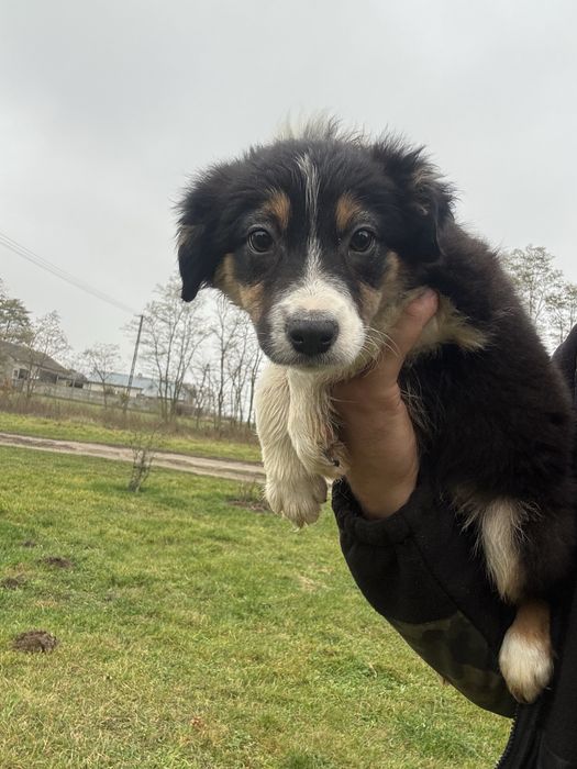 Border collie tri color suczka