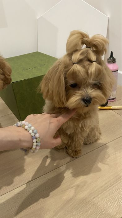 Мальтіпу мікро дівчинка. Доставка по європі