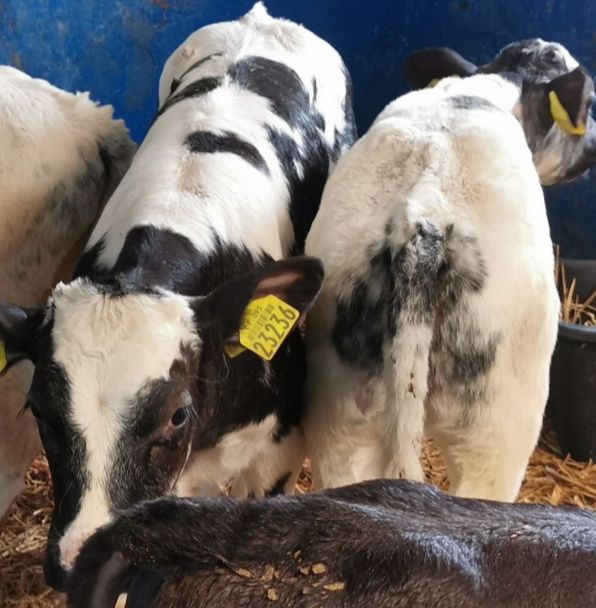 4 polskie byki mięsne Belga 2 Simentale i Limuzyna