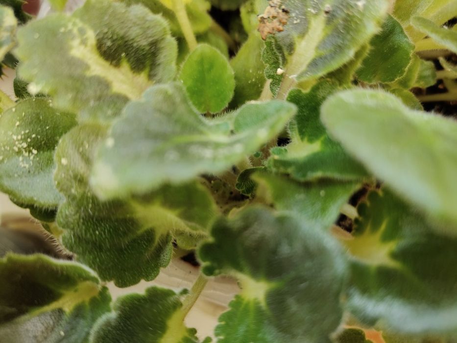 Продажа красивых фиалок