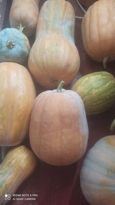 Гарбуз, тыква, домашняя