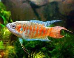 Wielkopłetw wspaniały Macropodus opercularis red i blue