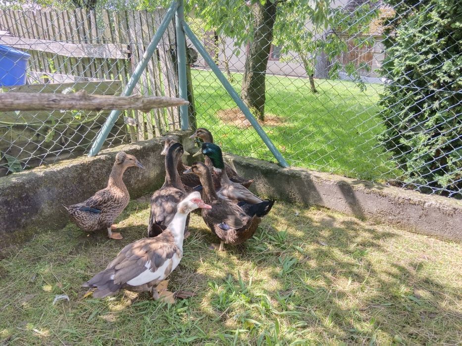 Kaczki biegusy staropolskie i ruańskie