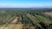 Nowy Korczyn - 1,3 ha, Iv klasa, Las