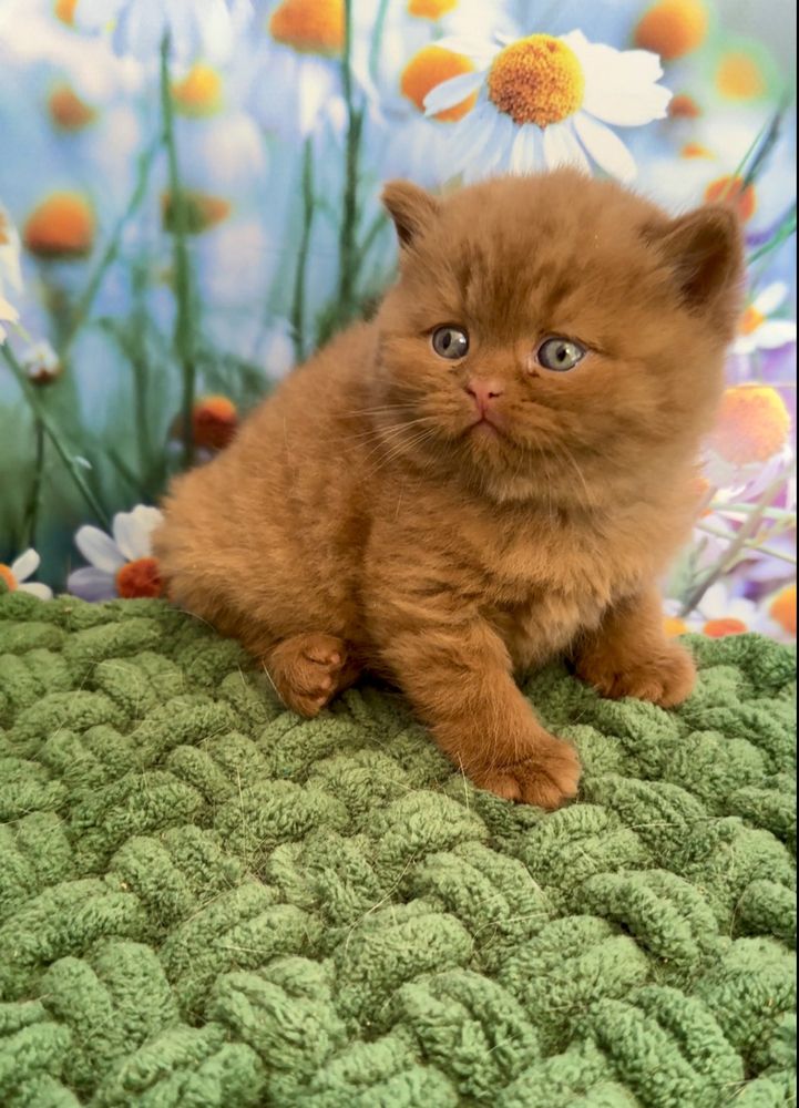 Котик Марсель британский циннамон эксклюзив котята