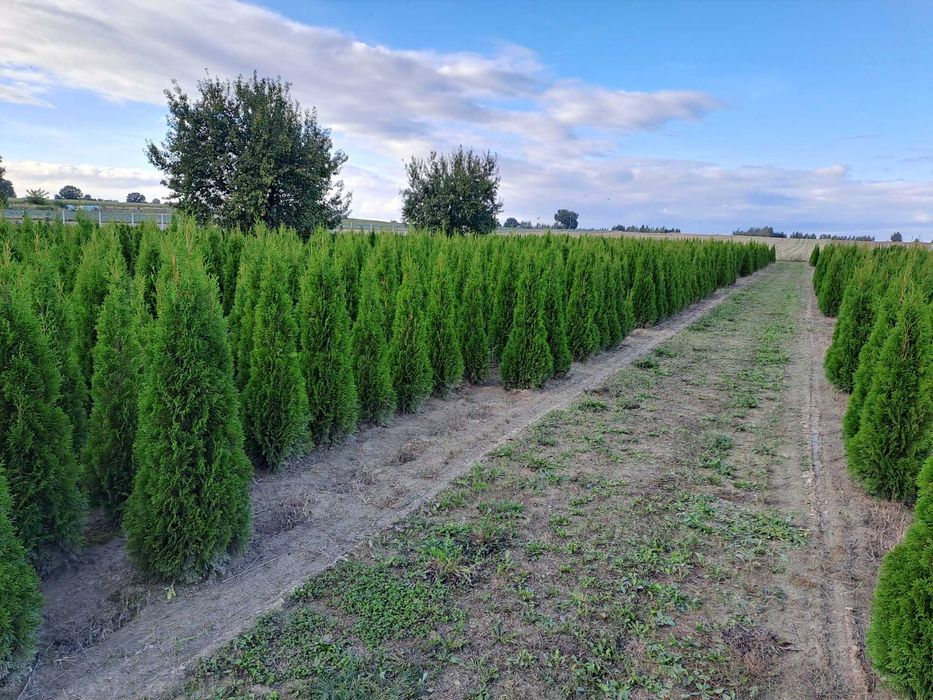 Tuje Szmaragd Wysokość 140-160cm Tuja Smaragd na żywopłot