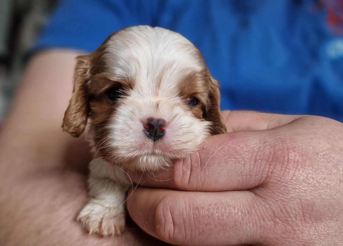 Cavalier King Charles Spaniel FCI