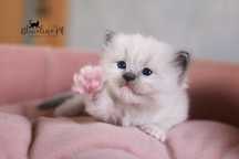 RAGDOLL kotka do hodowli i na wystawy BLUE mitted, rodowód FPL