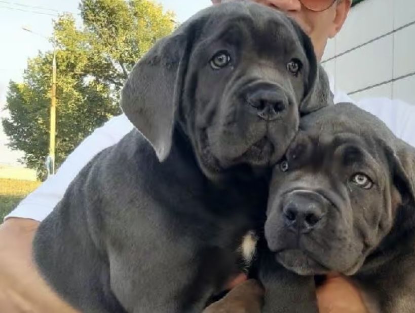 Елітні хлопчики Cane corso-сірого окрасу