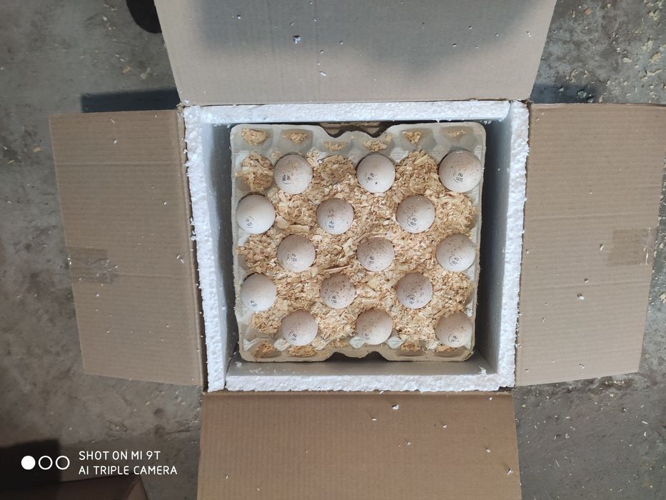 Инкубационные яйца  мясояичных и бройлерных курей маркерованные