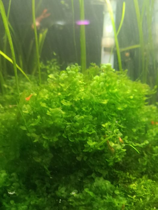 Продам печёночный мох