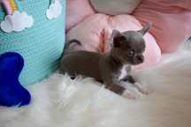 !!ZAREZERWOWANA!!Chihuahua liliowa sunia XS