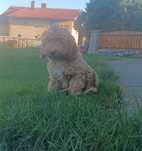 Cockapoo  szczeniak