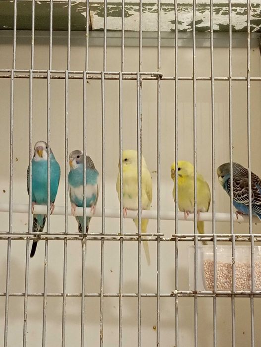 periquitos australianos