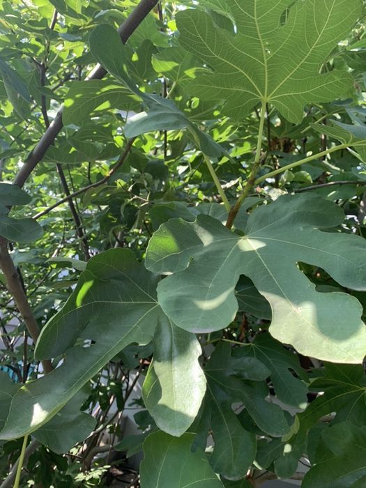 Чай инжирный, Иван-чай, листья инжира  урожай июль  2025