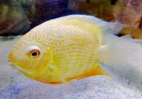 Severum gold 15-17cm