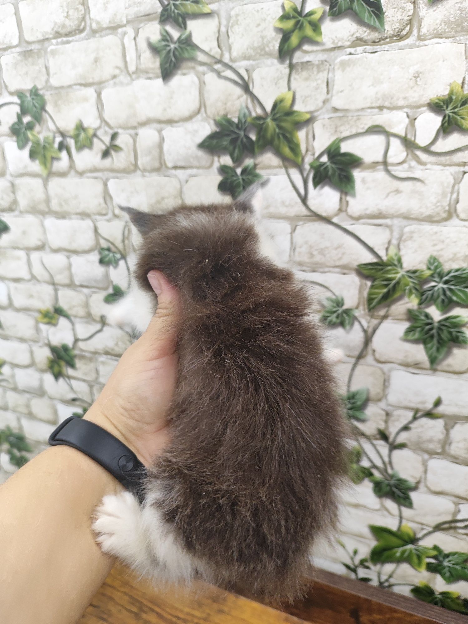 Maine Coon kotka
