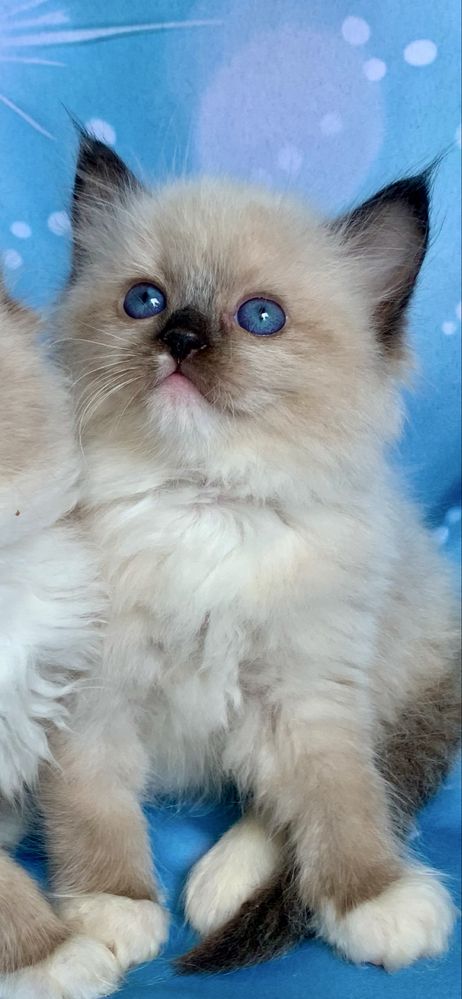 Ragdoll Kotka Seal Mitted