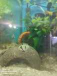 Apistogramma Panduro