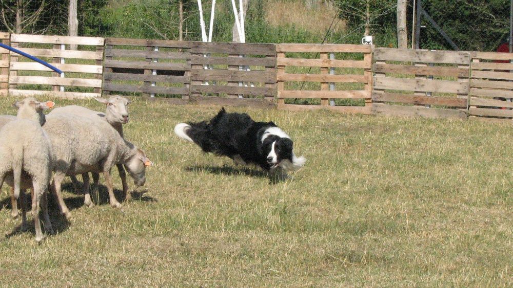 Border Collie - reproduktor FCI - krycie