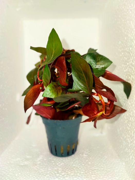 Ludwigia Repens Red Rubin