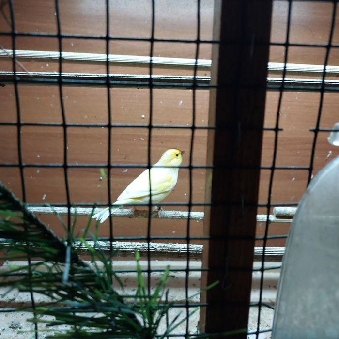 Kanarek ,kanarki,sprzedam