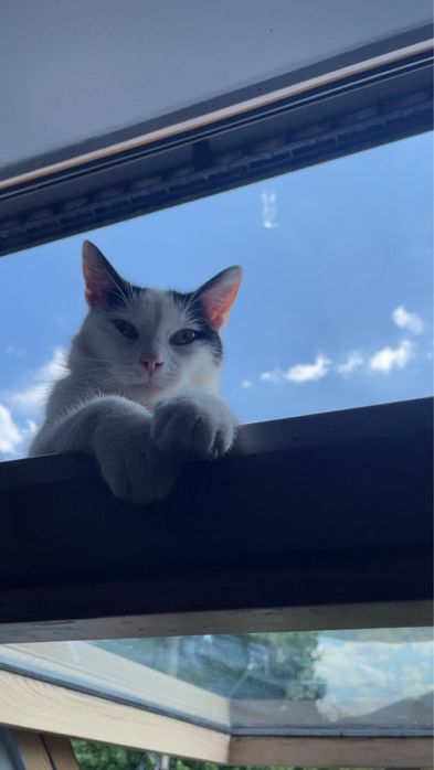 Kotek szuka kochającego domku  oddamy też drapak widoczny na zdjęciu