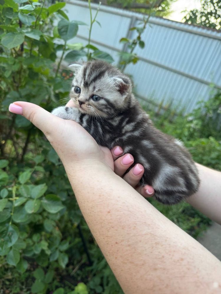 Шотландські котики