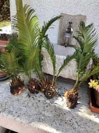 Cycas Revoluta (Palmeira)