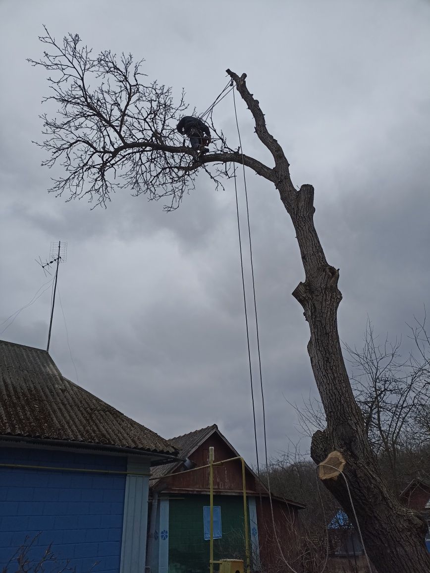 Професійна обрізка аварійних дерев
