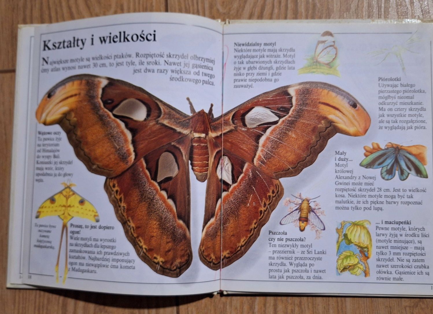 Motyle zdumiewające swiaty