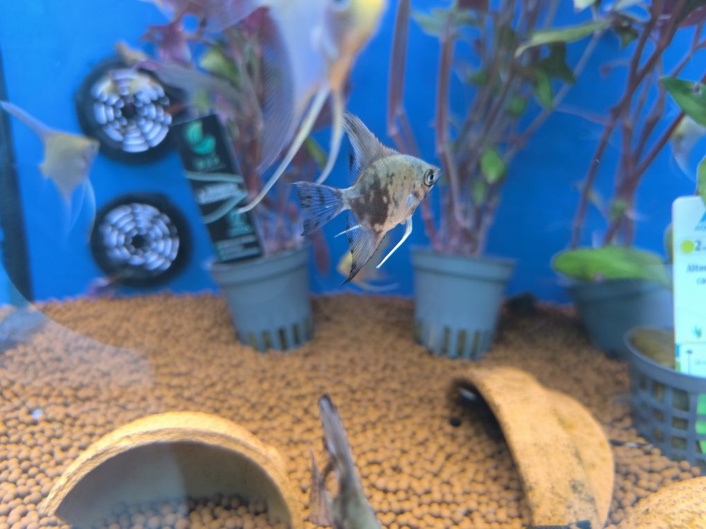Escalar Green Smoke (Pterophyllum Scalare)