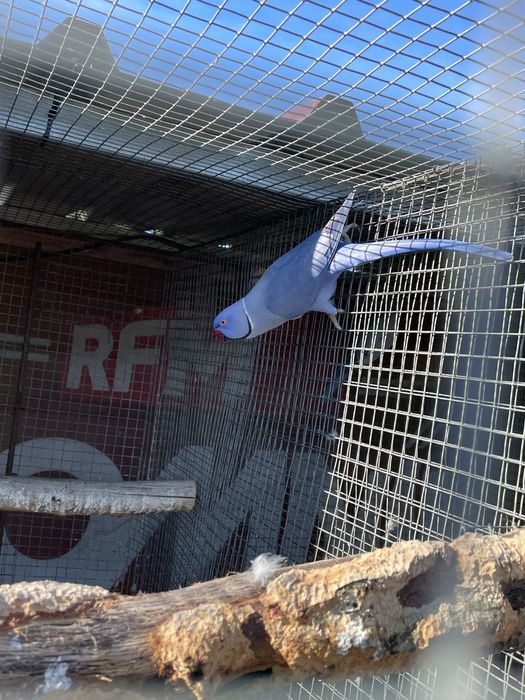 Casal Ring neck violeta