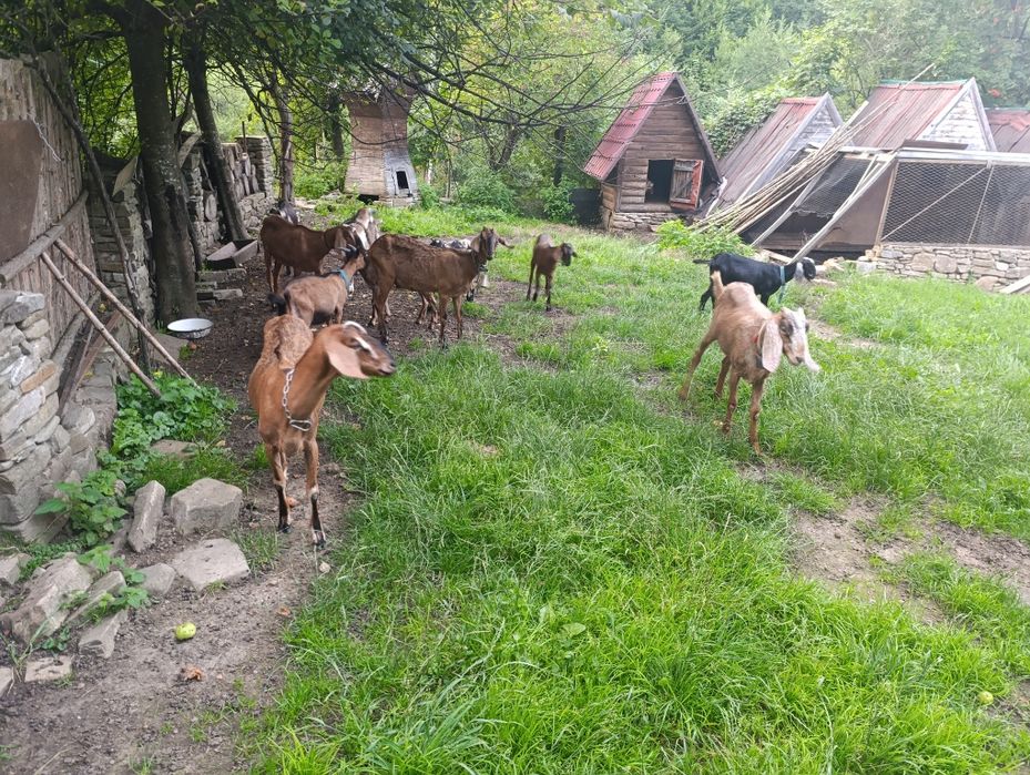 Продам породисті кози 100$ та 250$ звернутися +380983896727 Богдана