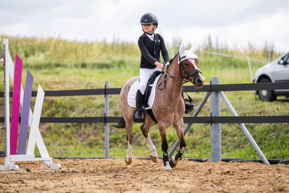 Kucyk Kostek Wałach