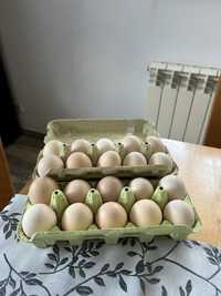 Sprzedam jajka wiejskie 100% ekologiczne