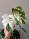Monstera variegata xxl duża roślina kilka pędów
