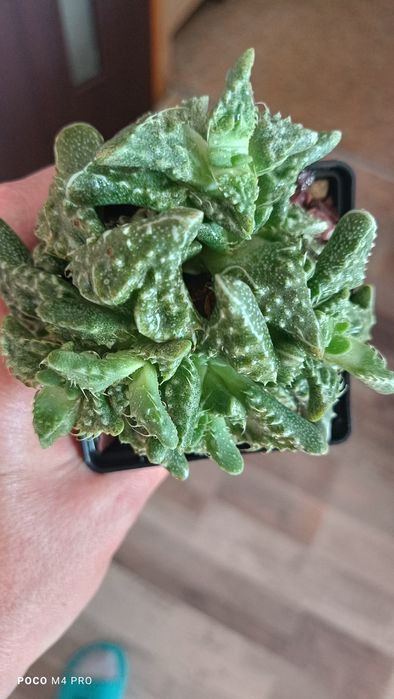 Фаукария суккулент кактус