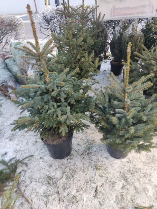 Świerk srebrny i zwyczajny