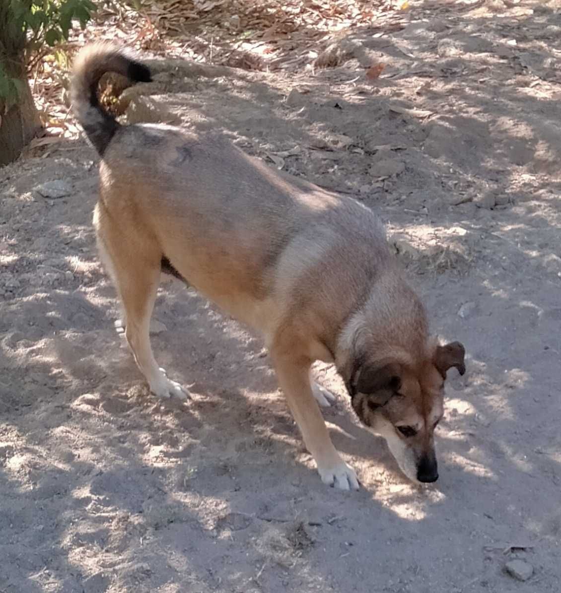 A PIPOCA está para adoção!