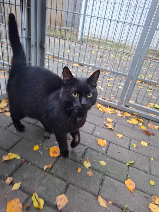 Dragon z częstochowskiego schroniska - piękny, dumny, bezdomny