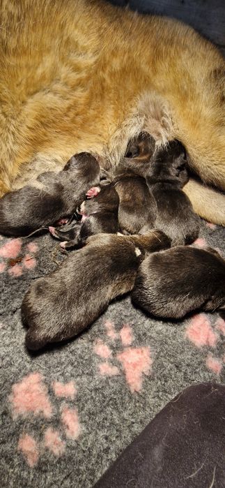 Akita Amerykanska FCI szczenie, piesek