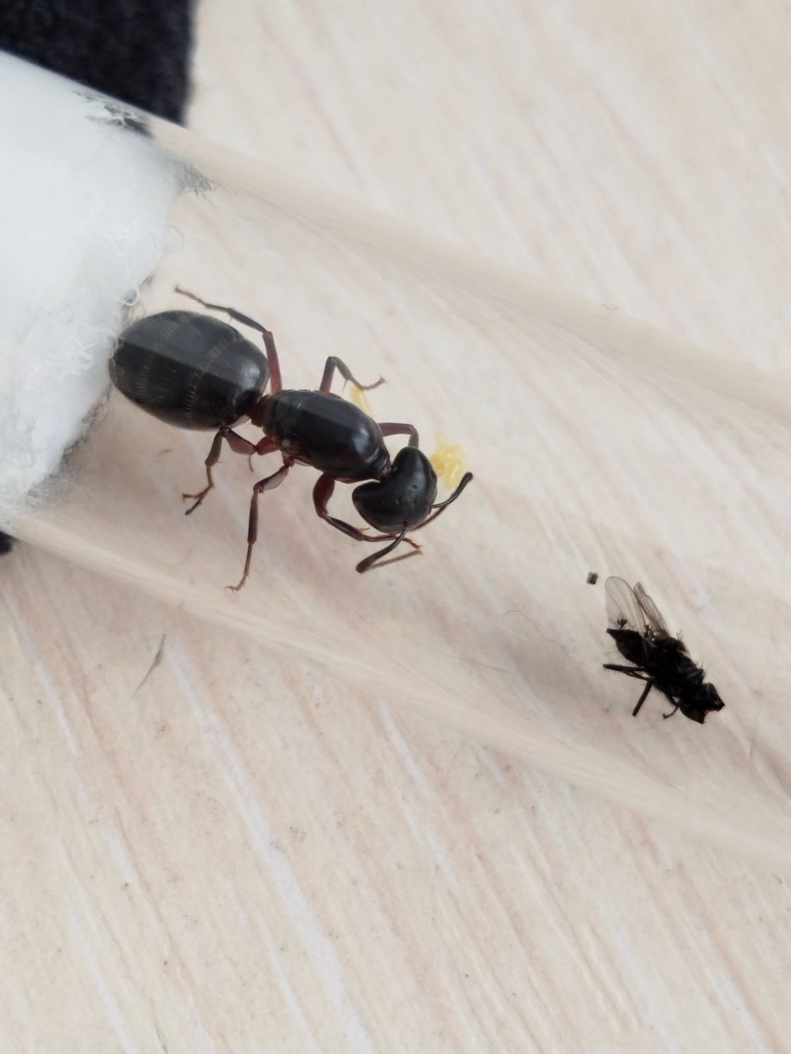 Camponotus herculeanus