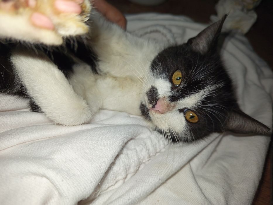 Pierniczek szuka domu