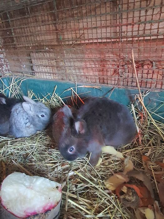 Декоративные кролики