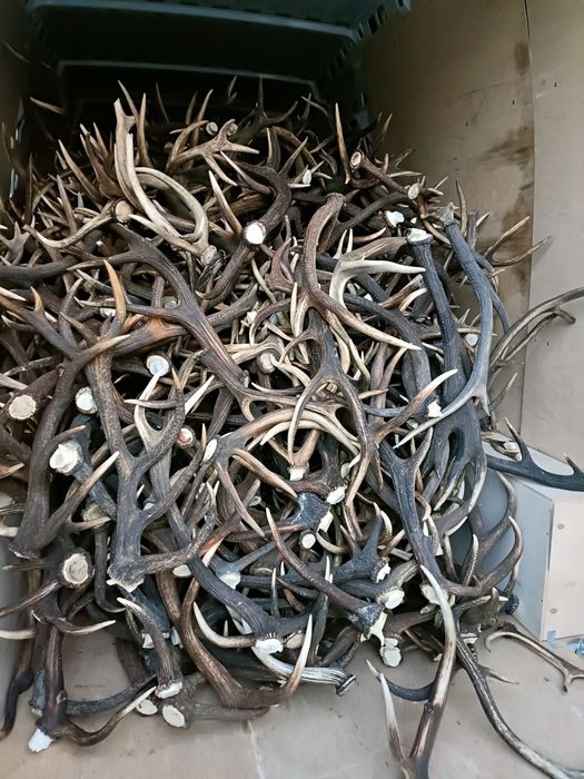 Skup poroża , jeleń, daniel ,loś