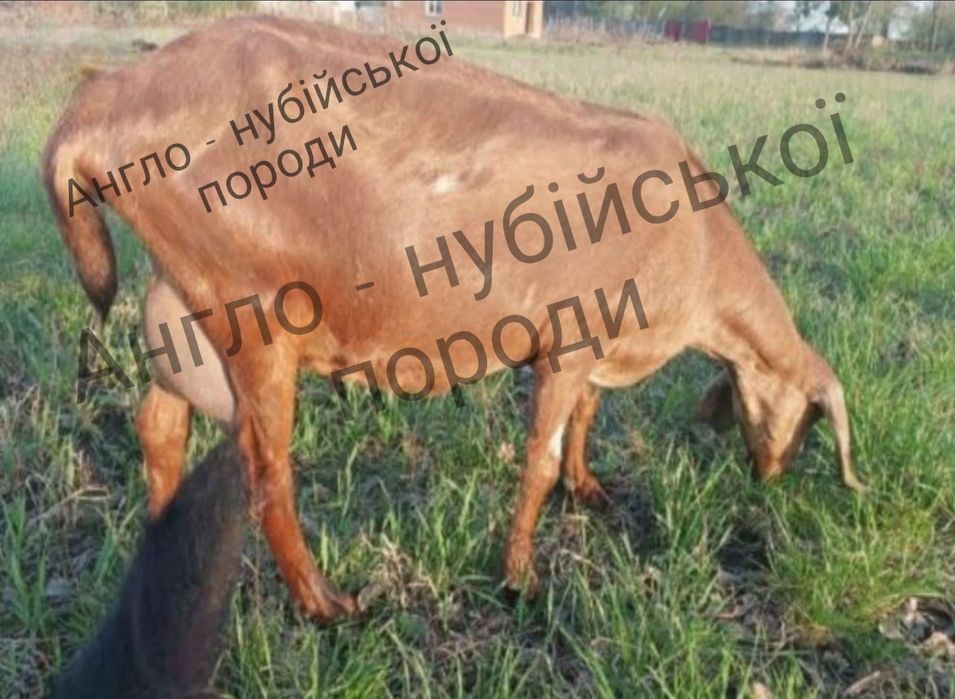 Продам  гарну козочку